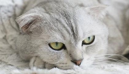 这回真的藏不住了：那条朋友圈背后的细节，终于有人讲清楚了