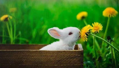 何穗透视裙：光影背后的时尚叙事与日常穿搭指南